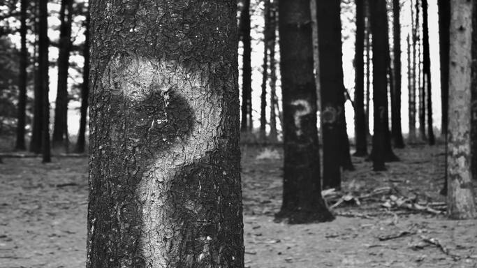 vignette avec une image en noir et blanc avec un point d'interrogation sur les arbres, symbolisant la quête du 'Pourquoi' puissant de l'engagement pour atteindre le succès.